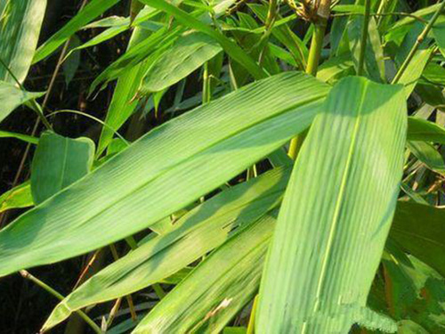 南方農村包粽子的粽葉是箬葉嗎？箬竹如何種植？